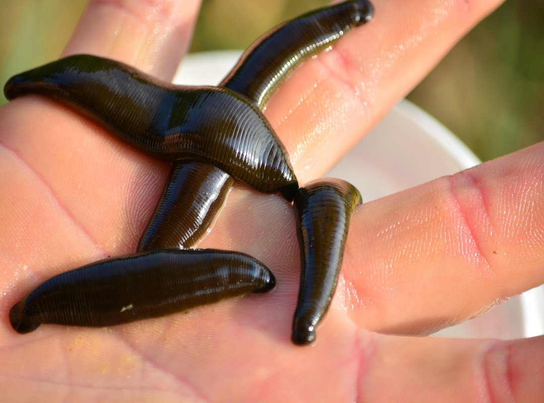 How to Identify, Remove, and Treat a Leech Bite