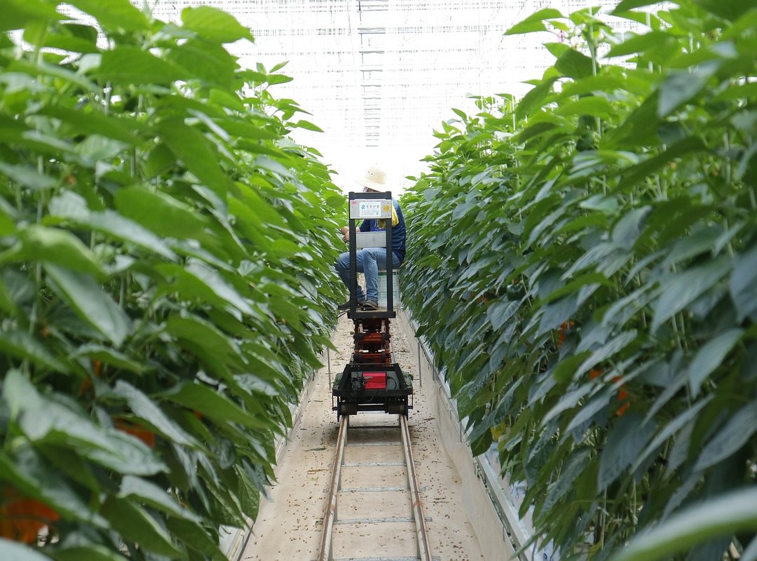 tech urban farming
