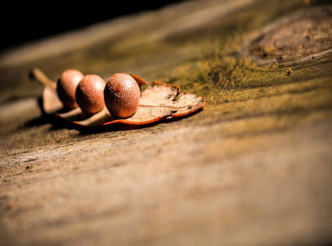 Understanding the Two Worlds of 'Bombaclaat': Authentic vs. Internet Usage